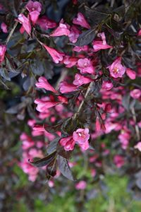 Weigela Dark Horse